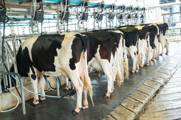 Rwanda, IFAD Boost Dairy Sector with $100 Million Investment to Tackle Climate Impact