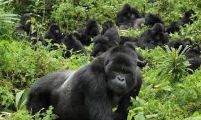 Rwanda Draws $2.6 Billion in Investment as Tourism and Exports Bolster Growth